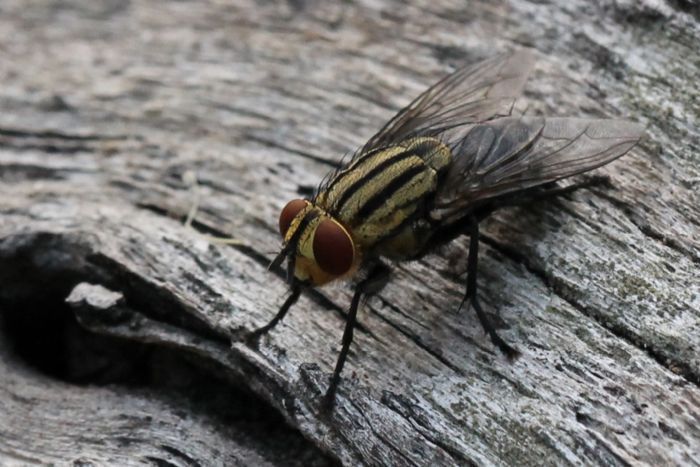 <p>Fly on C-Grove Trail.</p>