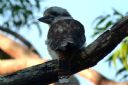 <p>A kookaburra that we saw while marking out a trail reroute</p>
