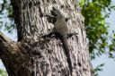 <p>Here is a pic of a large goanna that we spotted while out doing trail work</p>
