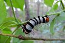 <p>We came across this interesting looking caterpillar while trimming the trail corridor in an effort to create safe sight lines</p>