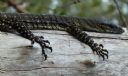 <p>These guys seem to be far more active in the hotter months of the year.  We came across a lot of other lizards the week this photo was taken, but not as chilled as this one</p>