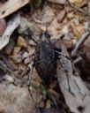 <p>A high-speed, scuttling, random bug found while out repairing trail.  The body is about 4cm long.  Note the typical Nerang trail litter!</p>