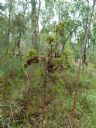 <p>A parasite growing on a small Casuarina</p>