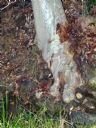 <p>Tree toes</p>