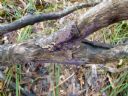 <p>More colourful decay</p>