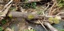<p>Fungi in a flood zone</p>