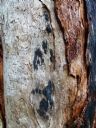 <p>Timber versus time</p>