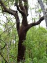 <p>An old man of the forest</p>