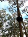 <p>A sparse canopy here</p>