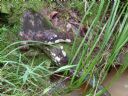 <p>Some seasonal stream zones never dry out totally</p>