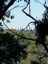 <p>Up-close tree and distant sea</p>