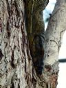 <p>Eyes in the trees</p>