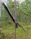 <p>Danger!  Dead trees, hang-ups, widow-makers and other dangers can be above you anywhere in the bush, even above fire roads.  This tree was 70cm in diameter, had burned and become hung-up on another before finally falling across a trail</p>