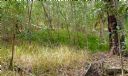 <p>A large pocket of ferns</p>