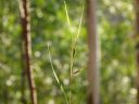 <p>Thriving in the sun</p>