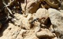 <p>Most critters are pretty small.  This one is carrying the remains of an insect</p>