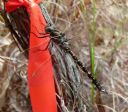 <p>Everyone wants to come and check out a newly flagged layout</p>