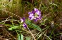 <p>Pretty flowers on a vine with attitude</p>