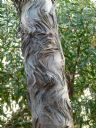 <p>The Platypus Tree (upstream)</p>