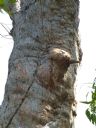 <p>Kookaburra sentry?</p>