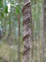 <p>Vicious vines</p>