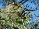 <p>Little birds flit quietly through the trees</p>