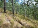 <p>Flagging a proposed rolling contour trail.  Even here in the open, features and contours affecting the line can be hard to see</p>