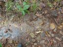 <p>This is a hard trail surface and it needs to be.  A boot in the foreground shows how big this spring is.  All this water is hosing out from below the surface.  Can the trail cope?</p>