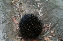 <p>An echidna seen out and about during the afternoon.</p>