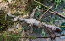 <p>I spy with my beady eye....</p>