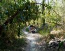 <p>Line of sight - Casuarina October 6th 2012.  Before pic.  To ride through here you have to duck under the hanging strangler vines</p>