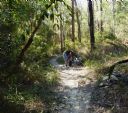 <p>Line of sight - Casuarina October 6th 2012.  After clearing the weight of strangler vines, saplings straighten, light gets in and riders can see ahead</p>