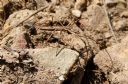 <p>I'm not a rock spider!  I'm a bunch of little sticks.</p>