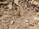 <p>Danger lurking - a Nerang Sarlacc</p>