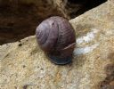<p>Megasnail.  Nice blue body.</p>