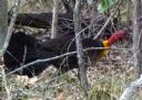 <p>Scrub turkeys are very timid here.  He hid behind a tree for ages before this distant pic.</p>
