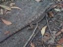 <p>This Lizard was seen by one of our trail Volunteers while out riding.</p>, <p>Thank you for sending us this pic Bruno.</p>