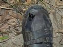 <p>Look who's back after a year off my shoe</p>