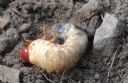 <p>A White-Curl-Grub, found while benching in a section of trail.</p>