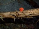 <p>Rad er Red fungus</p>