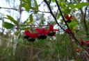 <p>Berry pretty</p>