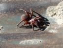 <p>Mouse spider or funnel web?  Back of the head is not sharply downsloped and it was aggressive like a funnel web.  Want to guess?</p>