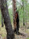 <p>Sometimes you wonder which are the biggest ants</p>