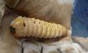 <p>Witjuti Grub (Witchety Grub)  Big</p>