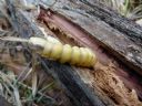 <p>A saved Witjuti Grub being released to the wild</p>