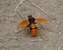 <p>It's a bug's life in Nerang</p>