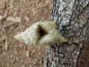 <p>Scarey, weird and oh so intriguing.</p>