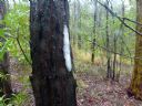 <p>Even the trees were foaming at the mouth watching us work</p>