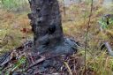 <p>Do trees really melt in the rain?</p>