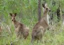 <p>Chilling near a Yarrayne Rd entrance</p>